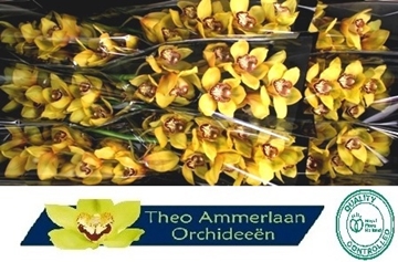 Cymbidium La Vie Stella 60 Cm - 8/11bl