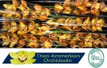 Cymbidium Esther 80 Cm - 12/15bl