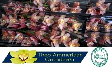 Cymbidium Reynella 60 Cm - 8/11bl