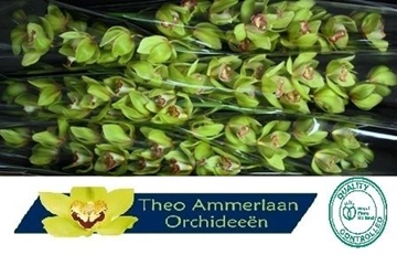 Cymbidium Melissa 80 Cm - 12/15bl