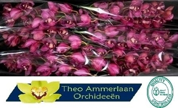 Cymbidium Red Dream 80 Cm - 12/15bl