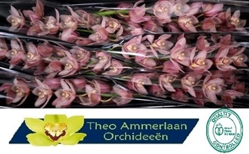 Cymbidium Reynella 80 Cm - 12/15bl