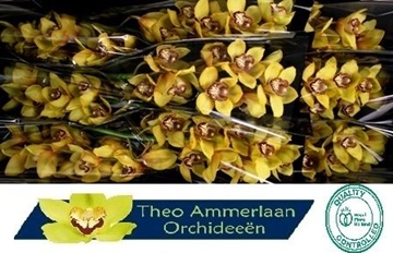 Cymbidium La Vie Stella 60 Cm - 8/11bl
