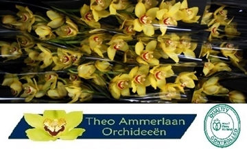 Cymb T Yellow Cab 60 Cm - 8/11bl