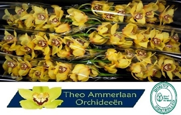 Cymbidium La Vie Stella 80 Cm - 12/15bl