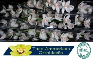 Cymb T White Sensation 60 Cm - 8/11bl