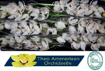 Cymb T White Sensation 80 Cm - 12/15bl