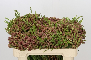 Berzelia Lanuginosa Bunch 50cm