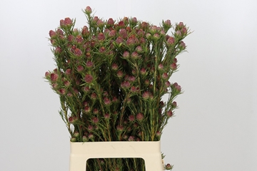 Leucadendron Jubilee Crown Bunch 70cm