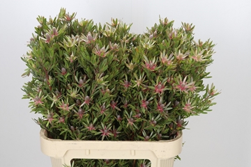 Leucadendron Star Pearl 80cm