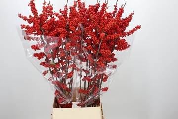 Ilex Verticlilata 120cm