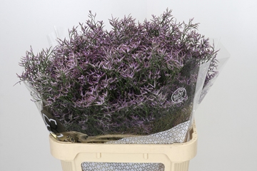 Limonium Piuma Sky 80cm 35gram
