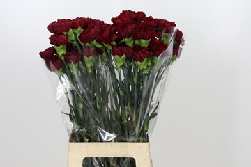 Dianthus St Zurigo 70cm