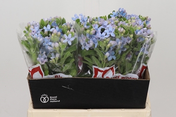 Oxypetalum Coeruleum 40cm