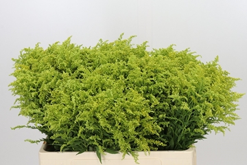 Solidago Tara Gold 50cm 10gram