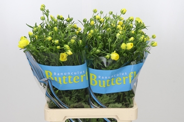 Ran Butterfl Phytalo 70cm