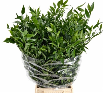 Ruscus Aculeatus Bunch 150gram