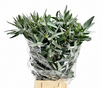 Eucalyptus Leaves Bnch 60cm 300gram