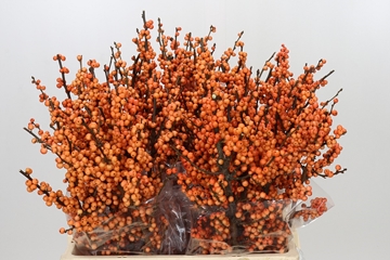 Ilex Winter Gold 60cm