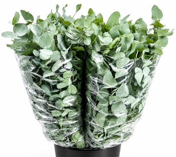 Eucalyptus Cinerea 70cm 200gram