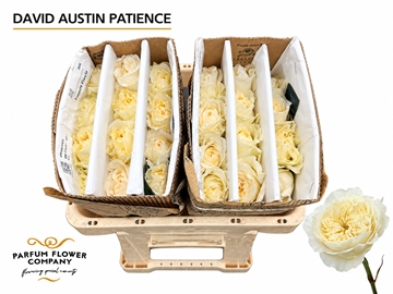 Rosa Austin Patience 50cm