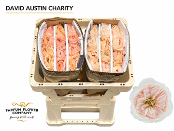 Rosa Austin Charity 50cm