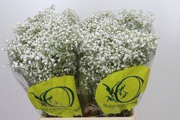 Gypsophila Xlence White 70cm 15gram