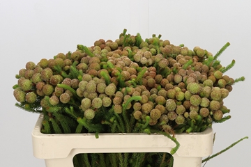 Berzelia Galpinii Baubels 50cm