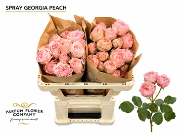R Tr Georgia Peach 50cm