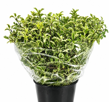 Pittosporum Per Bunch 150gram