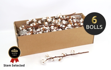 Dried Gossypium (COTTON) 45cm