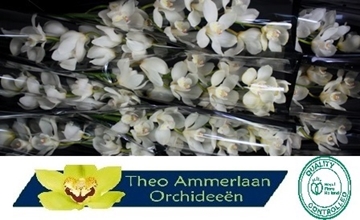 Cymbidium Winterbird Early 60 Cm - 8/11bl