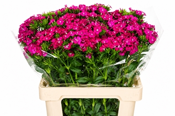 Dianthus Barb Neon Cherry 50cm