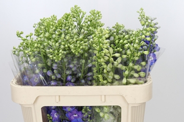 Delphinium El Mixed 70cm