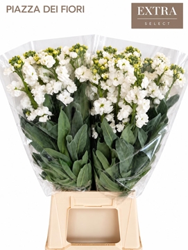 Matth Iron White 70cm