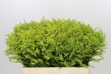 Solidago Tara Gold 50cm 10gram