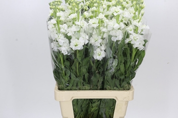 Matth Iron White 70cm