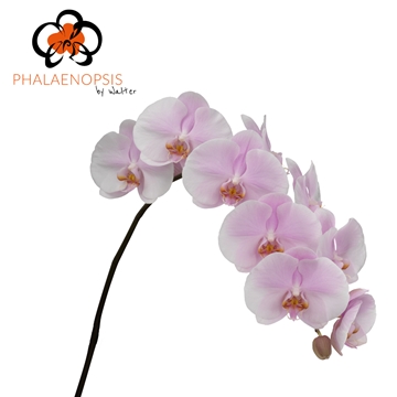 Phalaenopsis Tikal 80cm 9/12bl