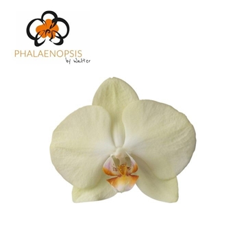 Phalaenopsis Rising Sun 65cm 8/10bl