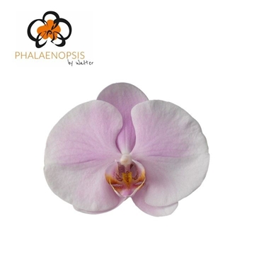 Phalaenopsis Tikal 65cm 8/10bl