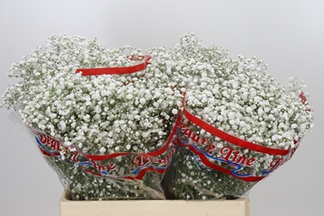 Gypsophila Xlence White 60cm 14gram