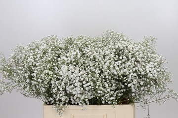 Gypsophila Xlence White 60cm 15gram