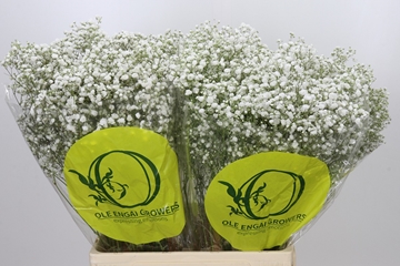 Gypsophila Xlence White 70cm 18gram