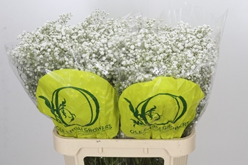 Gypsophila Xlence White 70cm 25gram