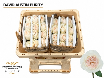 Rosa Austin Patience 50cm