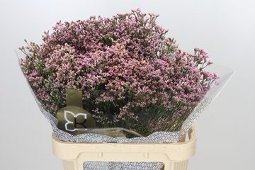 Limonium Oshi Pink 80cm 40gram