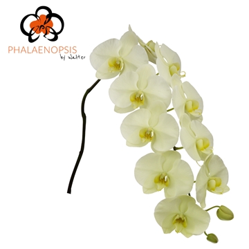Phalaenopsis Limon Bella 80cm 9/12bl