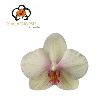 Phalaenopsis Omega 60cm 8/10bl