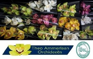 Cymbidium Asst 5bl
