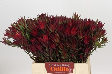 Leucadendron Sal Blush 40cm